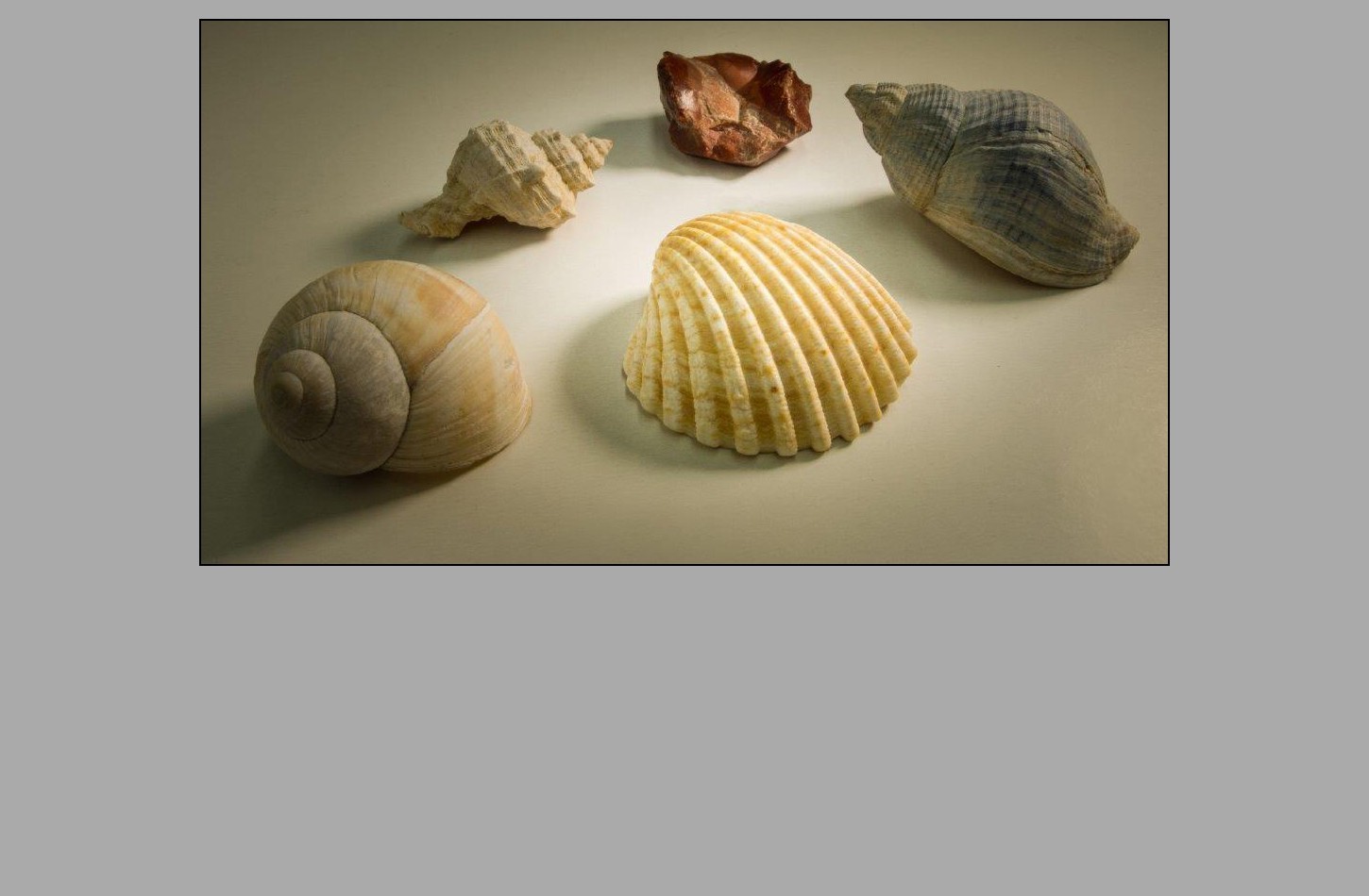 muscheln_b194143